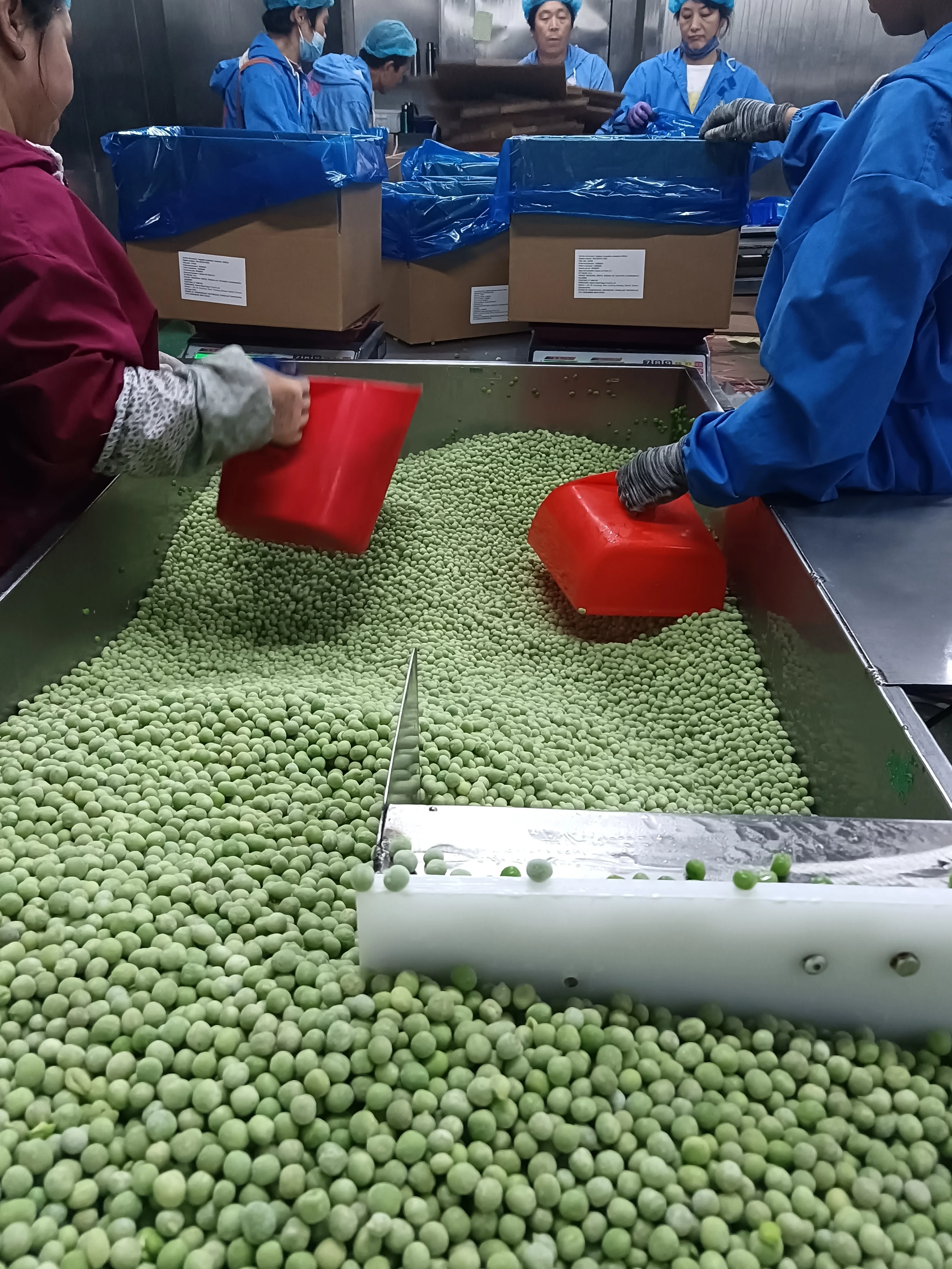 IQF wholesale price high quality seasoning vegetables beans frozen green peas for sale