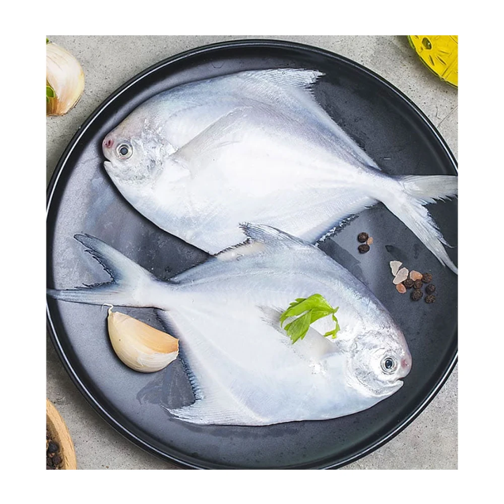 Frozen white pomfret fish frozen silver pomfret fish frozen silver pomfret exports