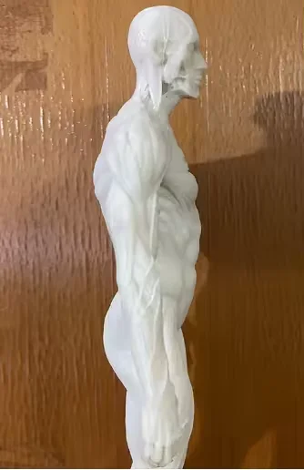 3D печать деталей структуры человеческого тела пользовательские модели Скелет прототип анатомии костей