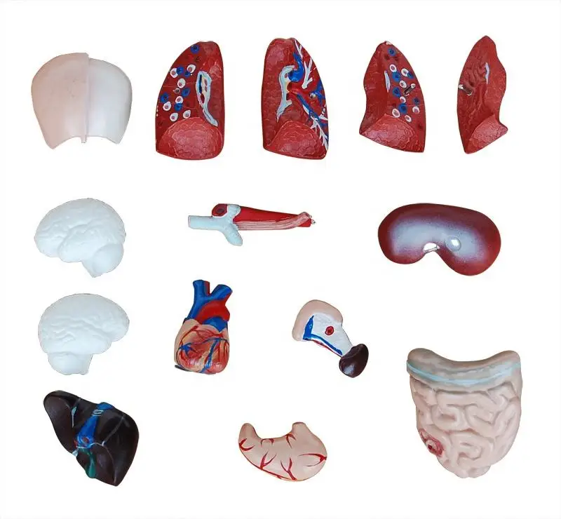 New Arrived 26cm Mini Desktop Torso Model Human Organs Model with 15 parts for school use