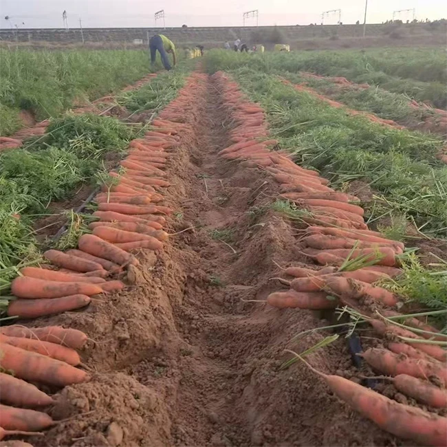 China Export Fresh Carrot 80-150g Cartons Low Price Shandong Xiamen Origin Chinese Fresh Vegetable Carrots