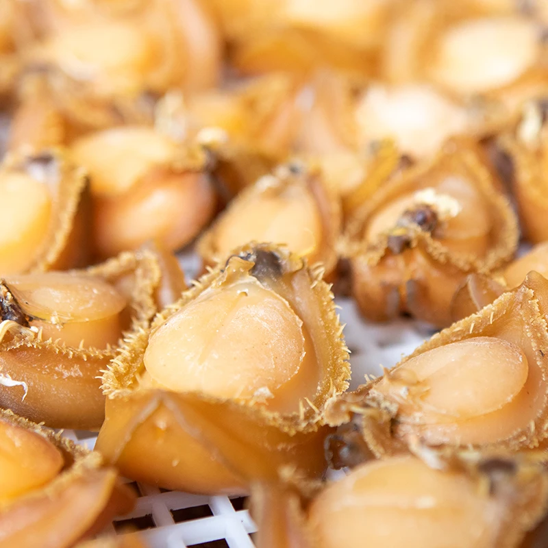High quality dry abalone material fresh abalone with shell without shell high cost performance delicious seafood