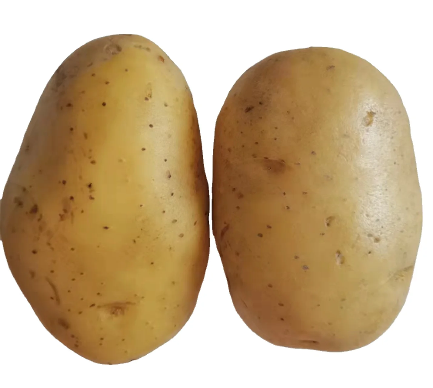 2022 new harvest fresh potato manufacturer low price potato  new crop fresh Holland potato