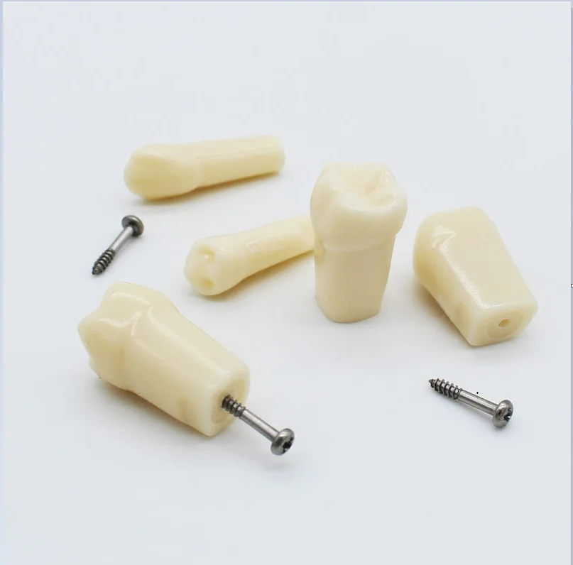 Сменная модель зубцов для студенческой практики