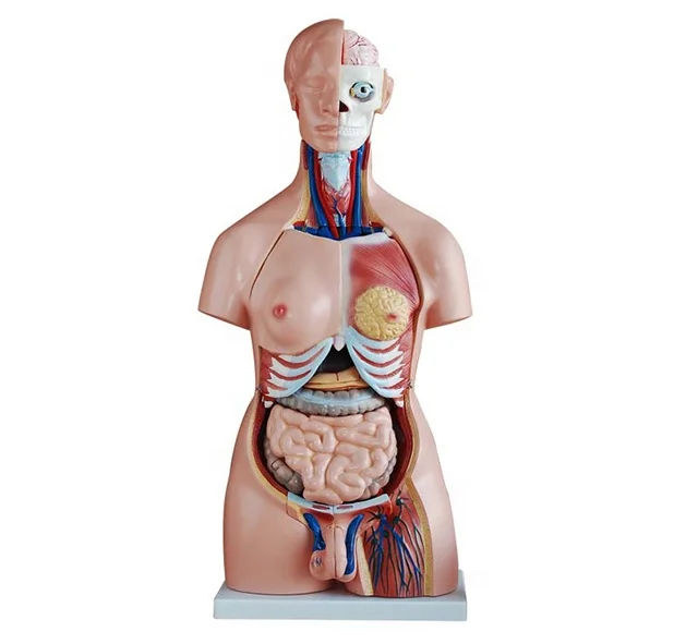 YA/T014 High Quality Anatomy 85cm Suitable for Medical School Hermaphrodite Human Head, Neck, Torso Model 40 Parts