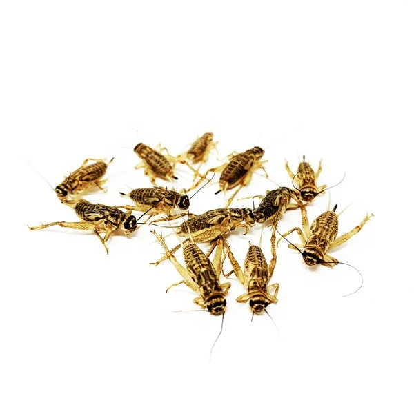 Best selling clean high protein wholesale freeze dried crickets