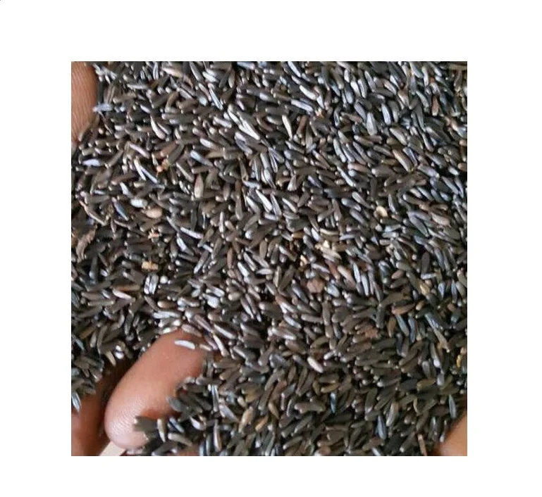 ethiopian niger seed