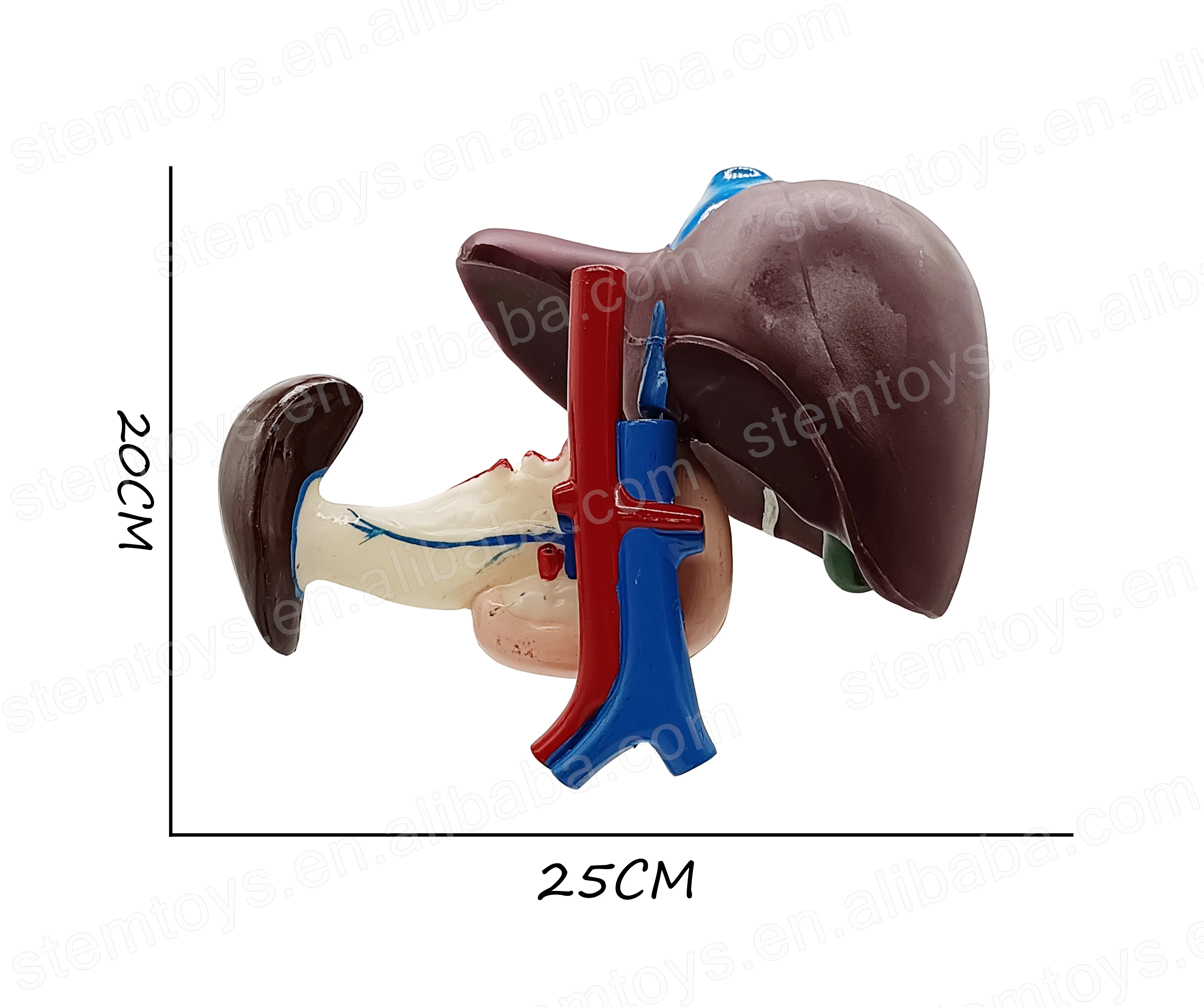 Anatomy Human Hepato-Duodeno-Pancreatic Model Junior Middle School Biological Human Visceral Teaching STEM Educational Model