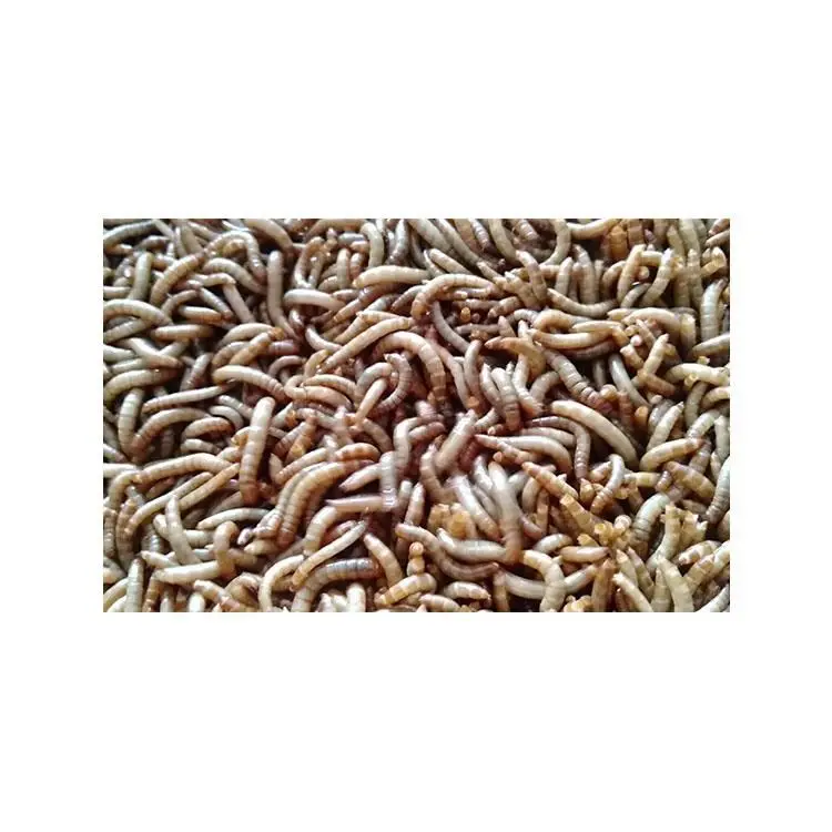 Большой стандарт высокого питания белка Замороженные Сушеные mealworm для птиц