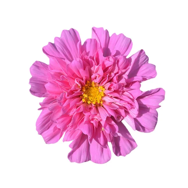 Flower Seeds Breed Cosmos Bipinnatus Seeds For Plant Garden Seeds