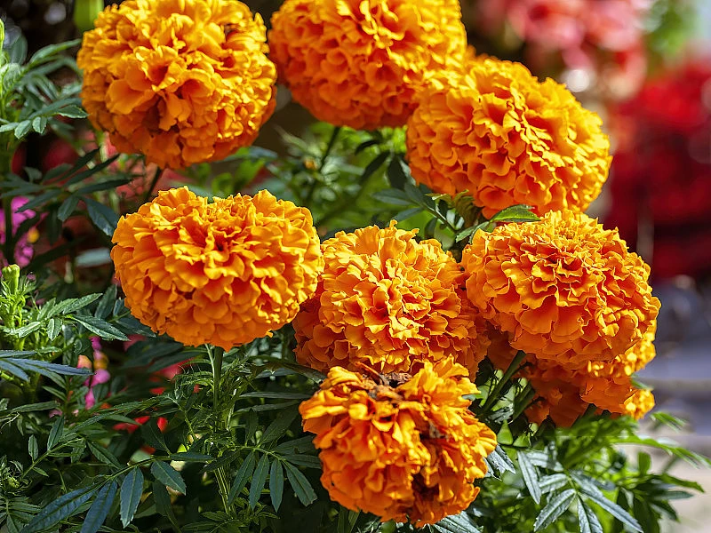 Health Supplement Herbal Good Quality Marigold Extract Powder 10% Lutein Esters Marigold Flower Extract 5% Lutein Powder For Eye