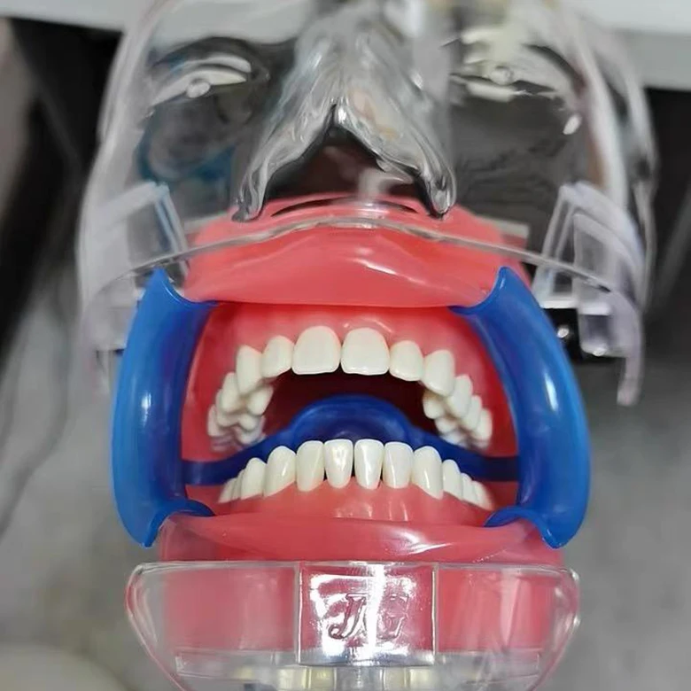 Simple Dental Training Model Dental Phantom Head Dummy Simulation Unit Transparent 1 Piece Silicon Clinic 7 Days After Payment