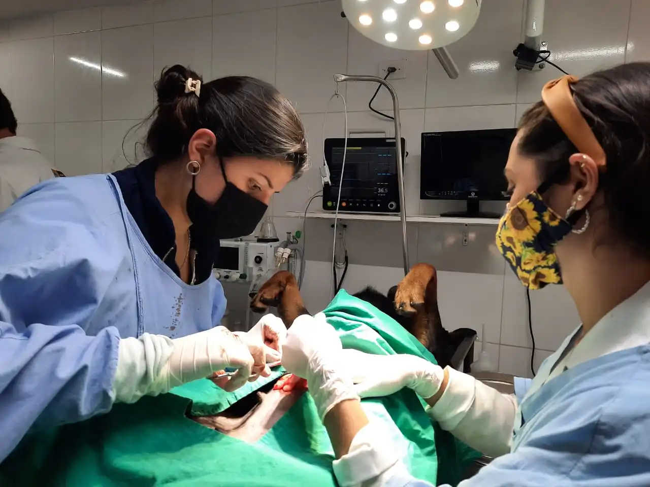 Top 1 portable handheld veterinary use vital Signs multiparameter monitor pets veterinary monitor