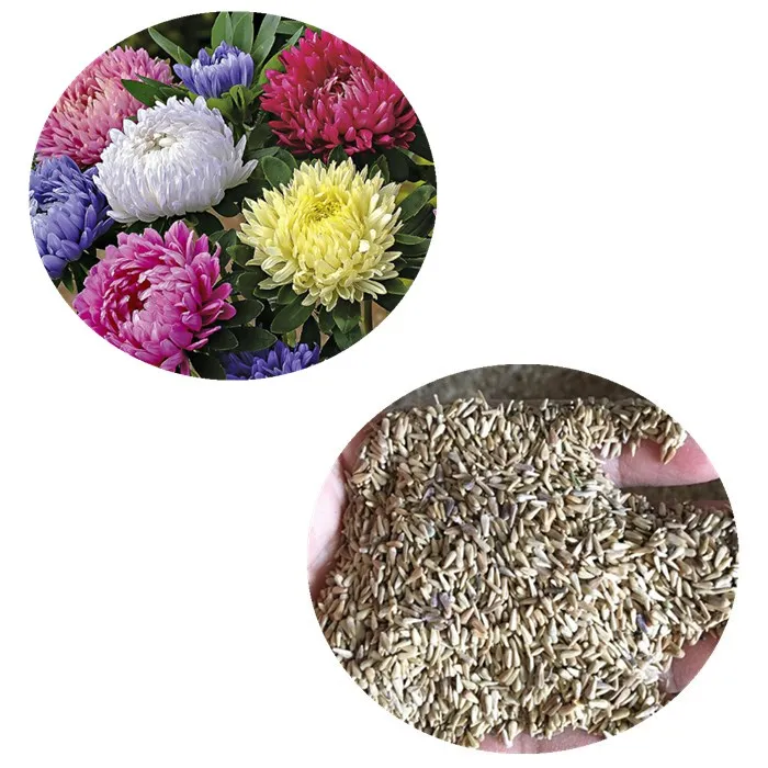 Cui ju Higher germination aster flower seeds for sale