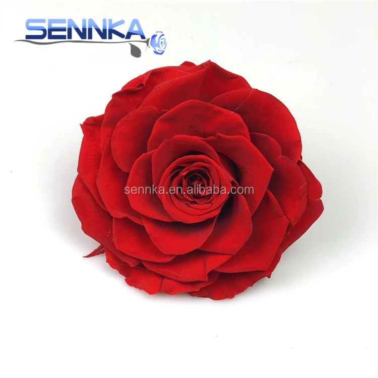 Fresh Cut Flower Holland Long Lasting Royal Blue Preserved Roses from Yunnan Sennka