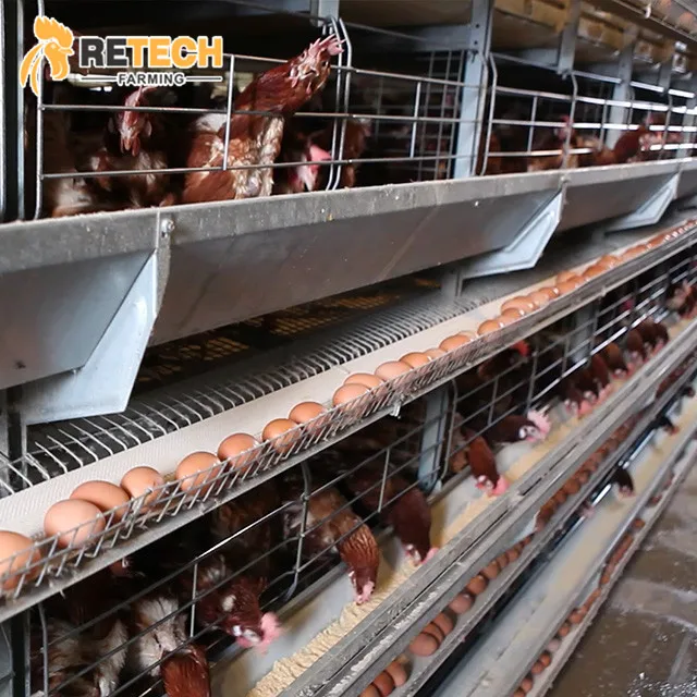 Modern H Type Chicken Farm Equipment Egg Laying Hens Cage