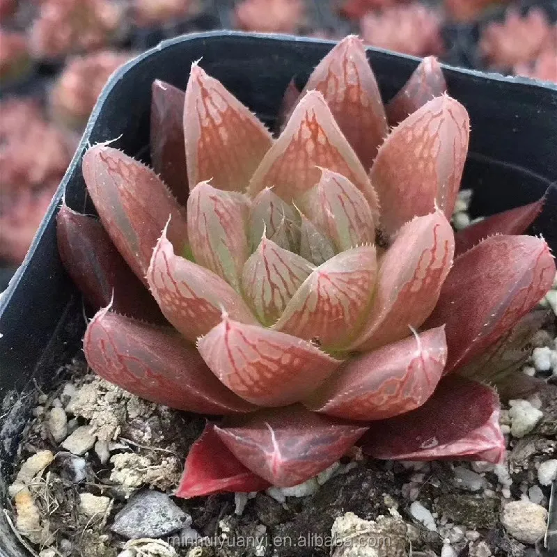 Trendy new arrival: Haworthia cooper variegated leightonii  - a great plant for your garden corner