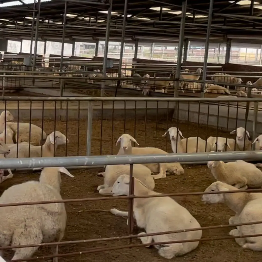 Saccharomyces cerevisiae feed additive aquaculture