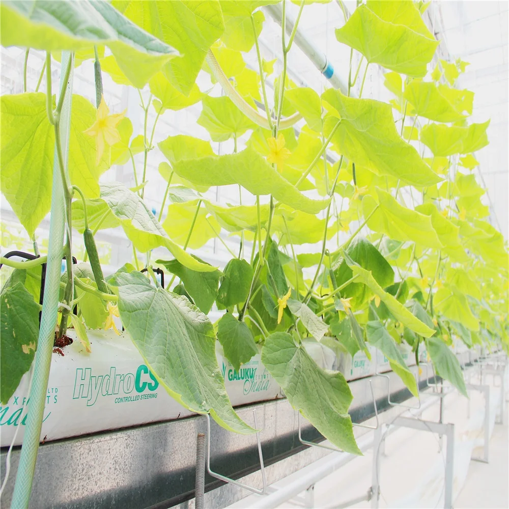 Tomato Growing Greenhouse