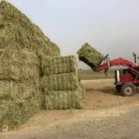 Top Quality Rhodes Grass hay bales From Pakistan