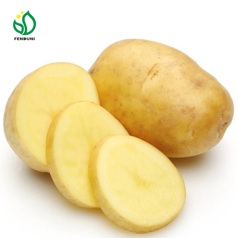 New crop pomme de terre potato exporter in China fresh potato 2024 Holland potato