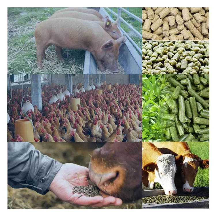 Poultry chicken animal feed pellet making machine mini granulator extruder machine floating fish feed pellet extrusion machine