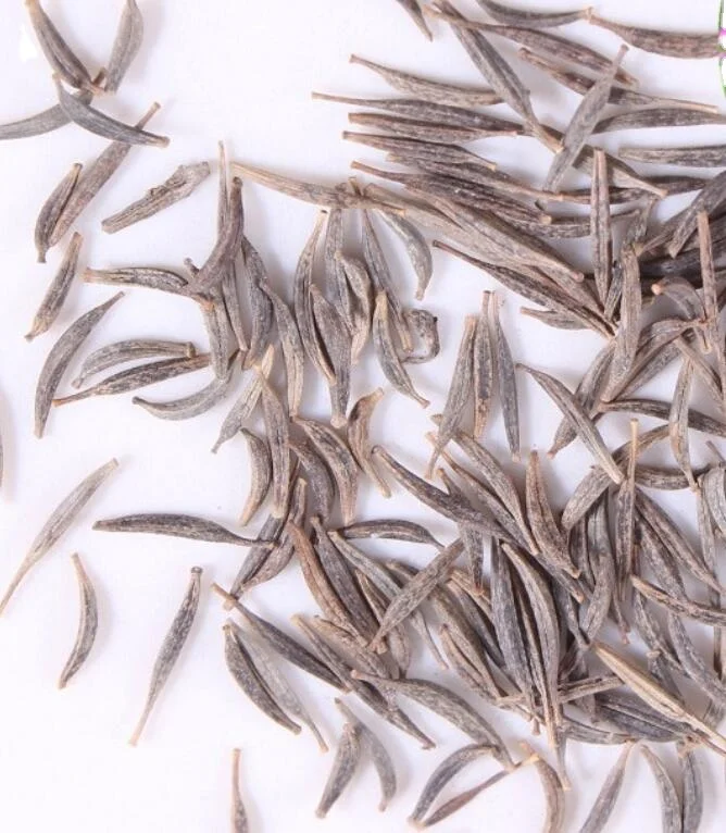 Bo si ju natural park flowering planting Cosmos bipinnatus seeds