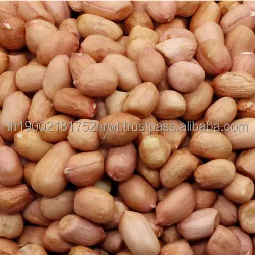 
Raw Peanuts for Sale Crop Plants Graines de Legumes Legume Plants Groundnuts Edible Seeds for Export Quality 
