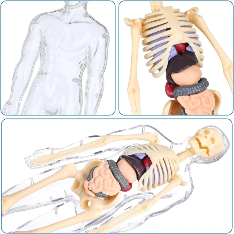 Skeleton Model Study Tools Preschool & School Medical Education Display