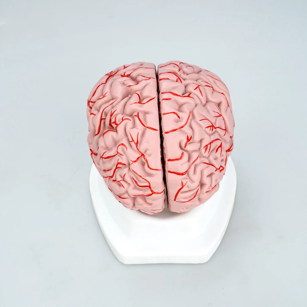 Human organ anatomical plastic detachable 8 parts brain model