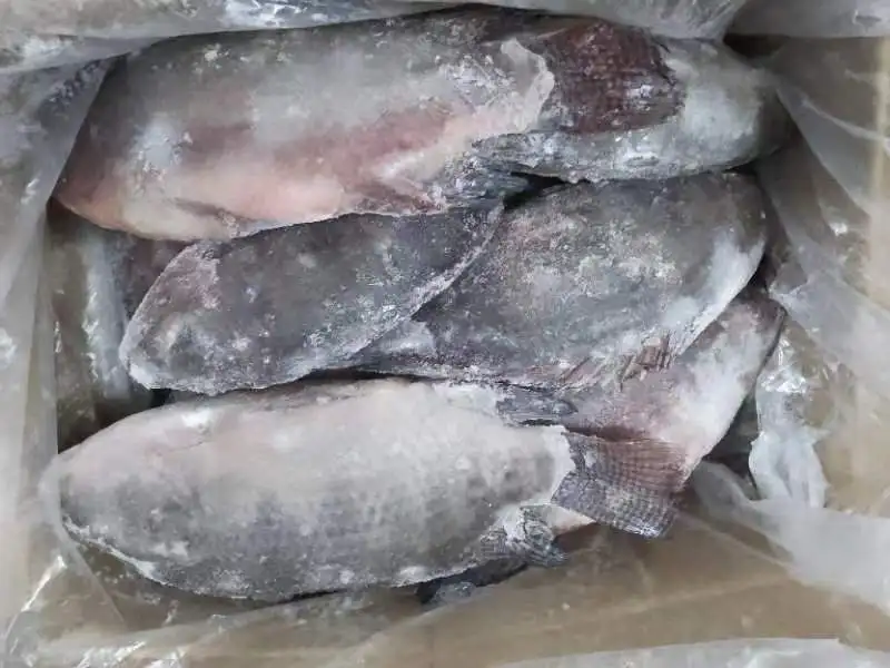 China live Frozen Fresh Black Tilapia Fish Wholesales  Round For Sale