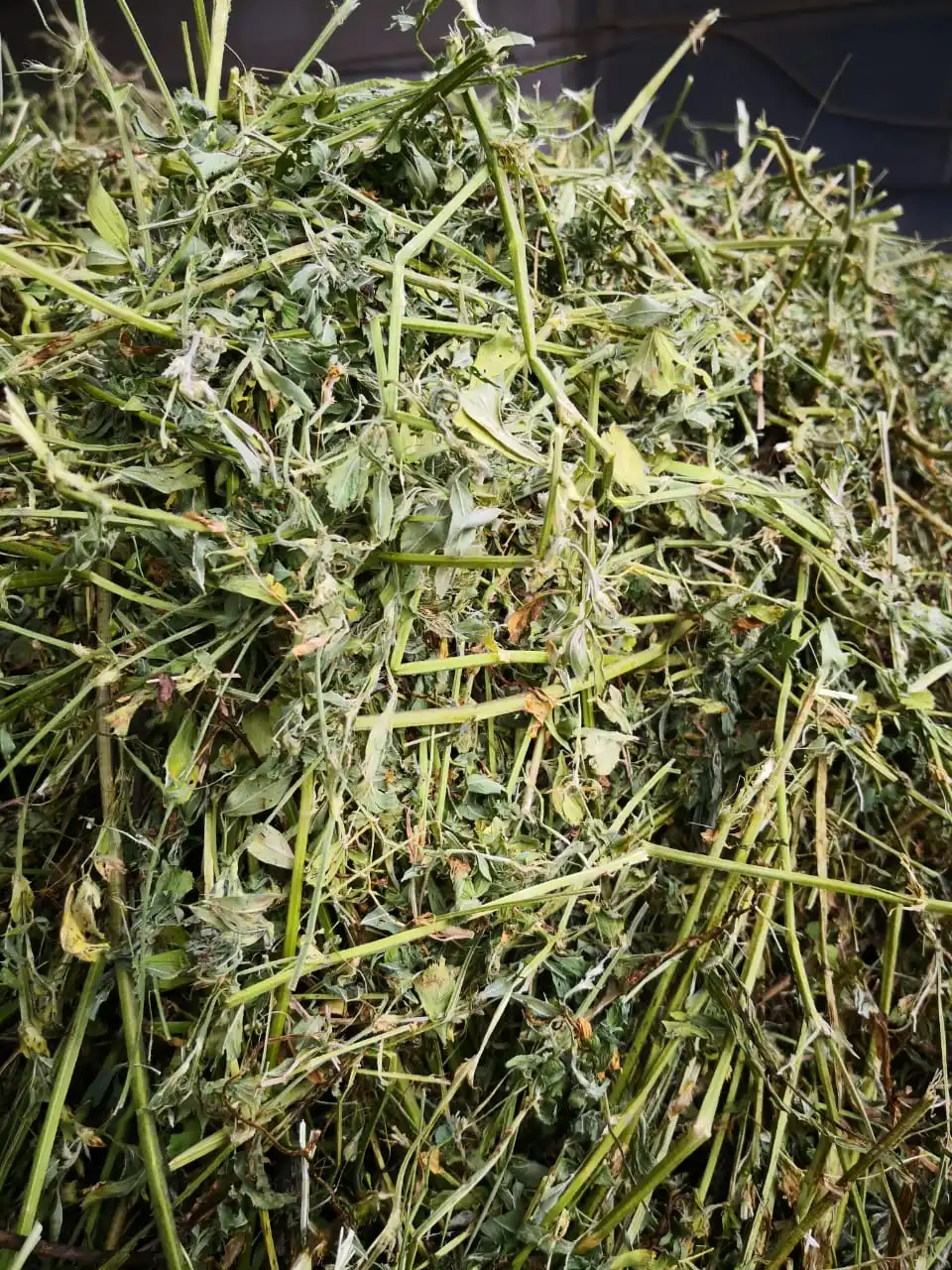 Grass pellets alfalfa grass factory dried high quality ruminants foder feed