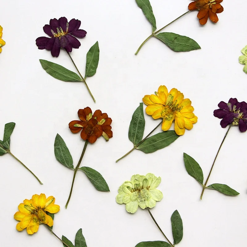 12 шт./упаковка Zinnia с отжатым стержнем Модные украшения