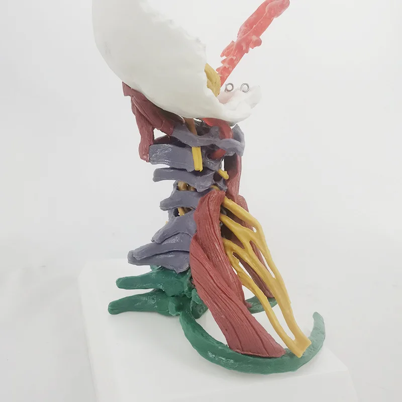 Life Size Colored Cervical Vertebra Model With Nerves and Muscles