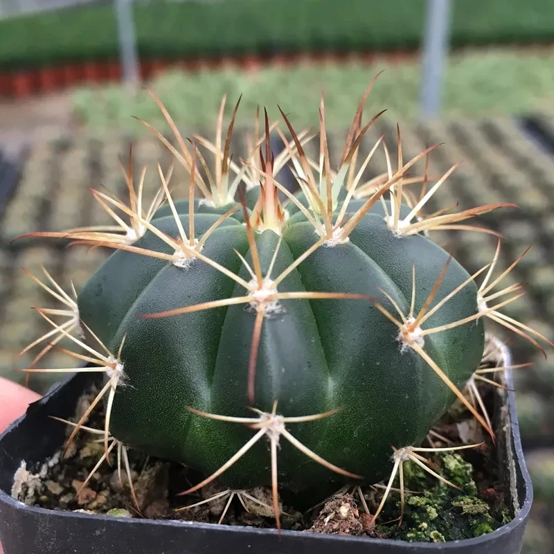 
Perennial Cactus Melocactus salvadorensis 