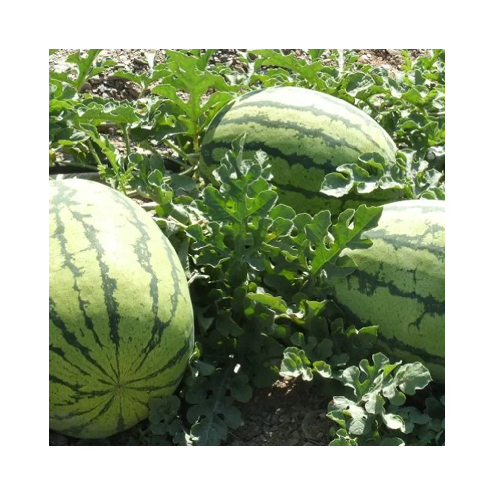 NPK 15-15-15 compound fertilizer white yellow blue green  granular