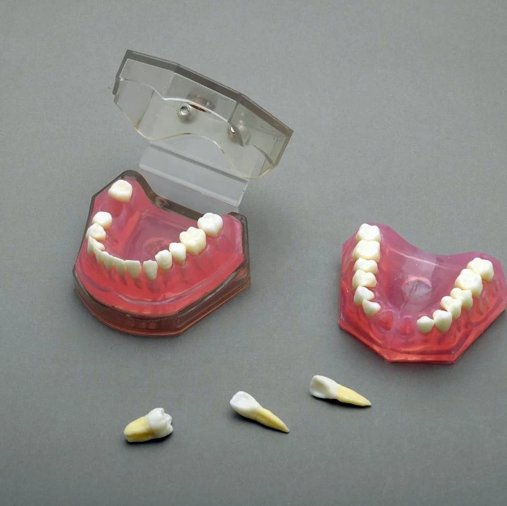dental removable teeth model soft gum