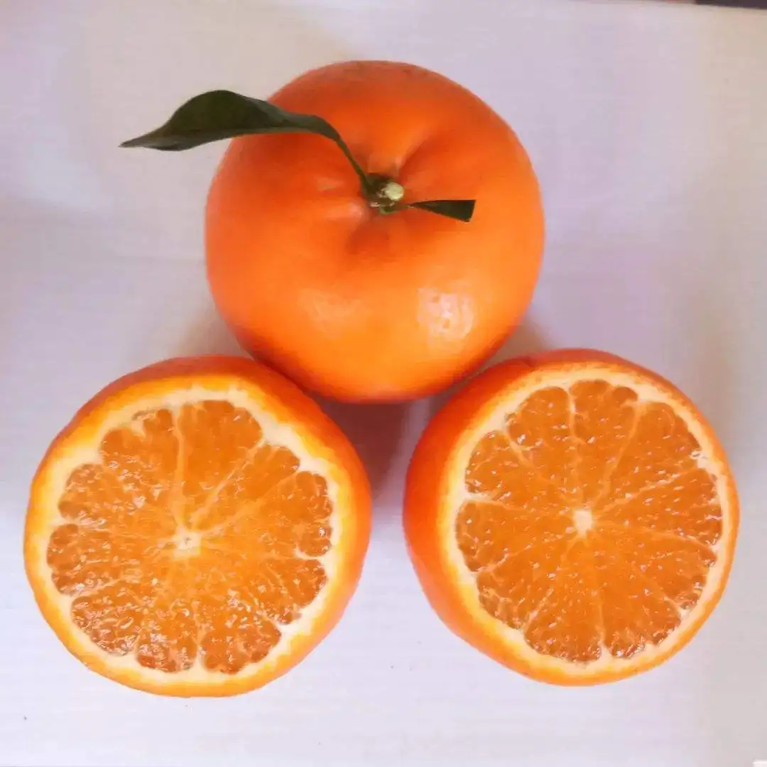 Fresh Citrus Factory Mandarin Price Wogan Mandarin Navel Orange