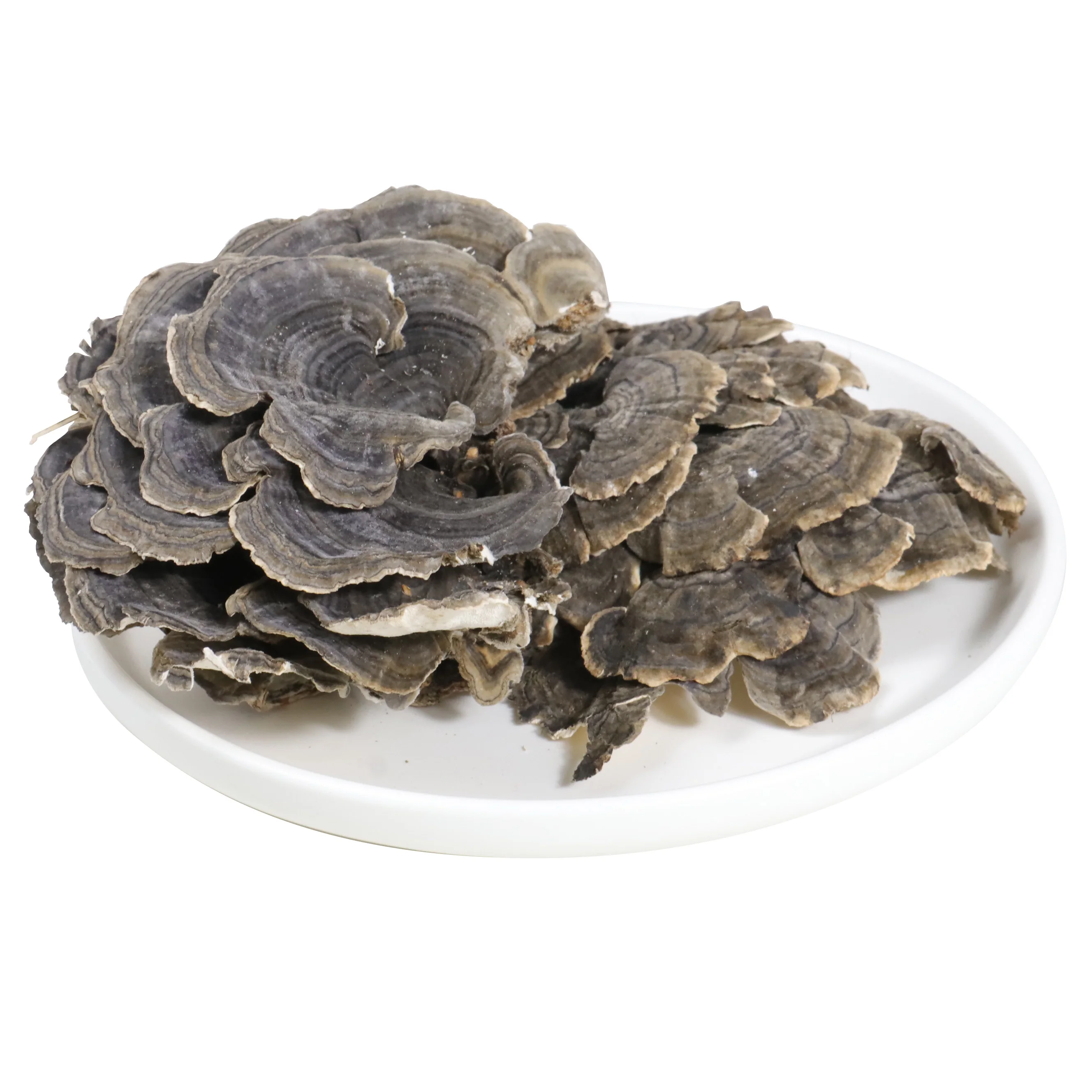 China Manufacturer Supply Natural Organic Coriolus Versicolor Polysaccharide Mushroom Extract