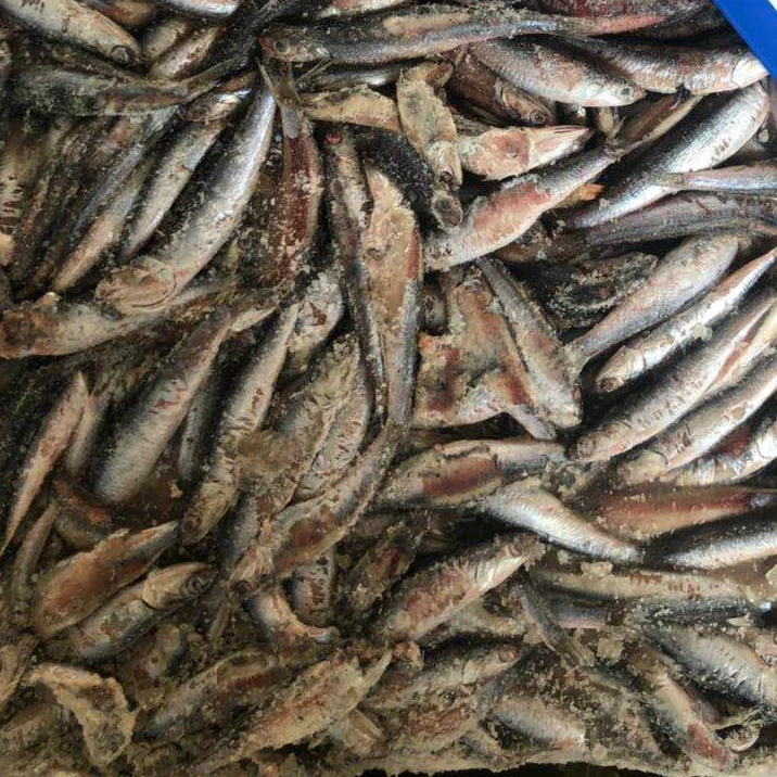 Замороженный анчоус хорошего качества для корма или приманки