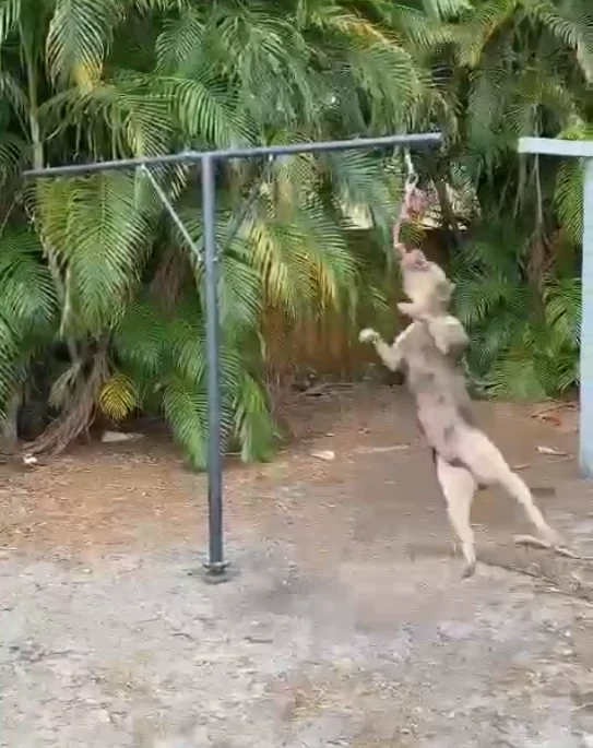 Factory wholesale double sided swivel spring pole  American Bully exercises and workouts