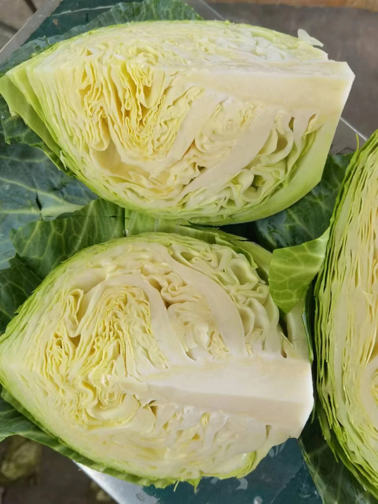 2022 Chinese Fresh cabbage supplying to Canada Singapore, Malaysia, Korea ,UAE