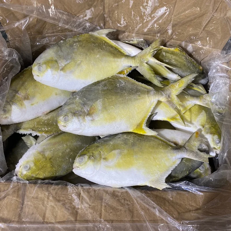 20% glazing iqf whole golden pomfret fish 300-400 g