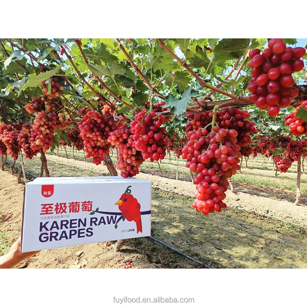 Fresh High Quality Export Supplier Fresh Red Globe Grapes