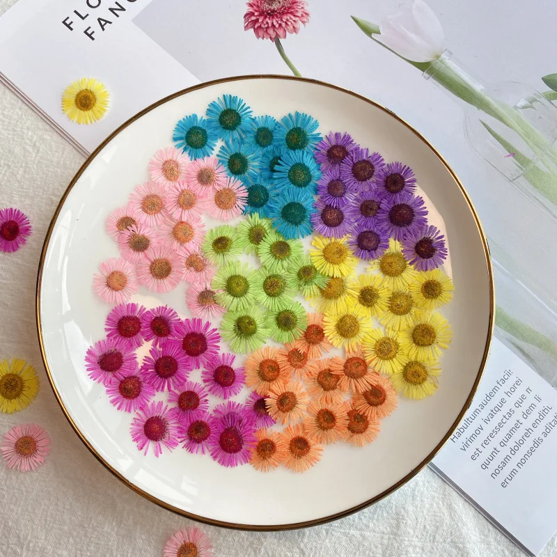 Hot selling Different color Pressed Natural Dried Flower Needle Chrysanthemum For Resin