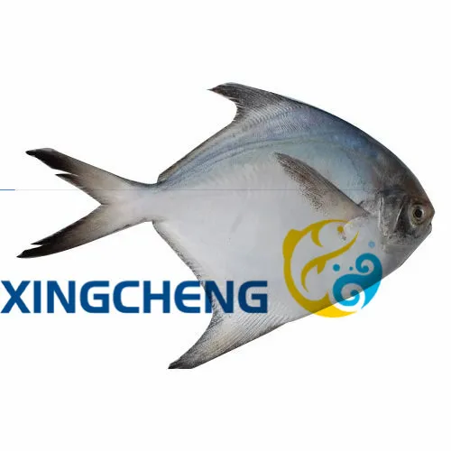 
Frozen Sea Food White / Silver Pomfret 