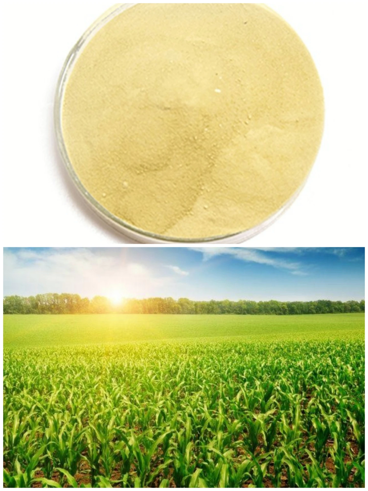 Agriculture Fertilizer 60% Purity powder Amino Acids NO CHLORIDE