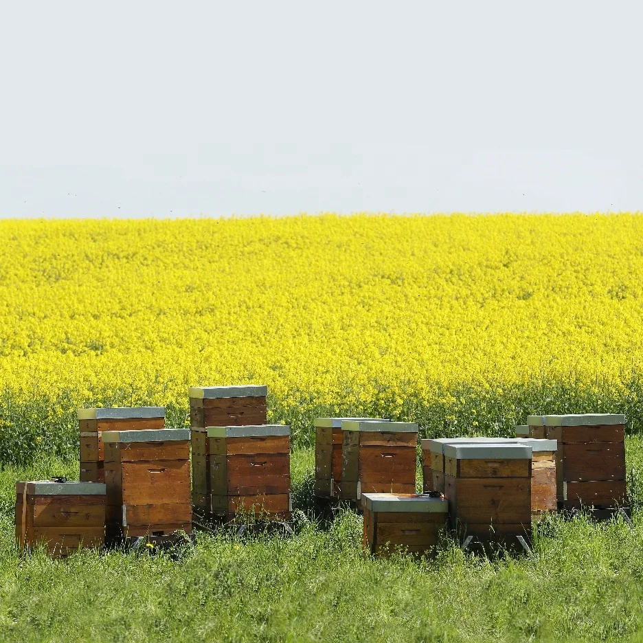 Wholesale Organic Bulk Food Grade 100% Natural Sweet Rape Bee pollen