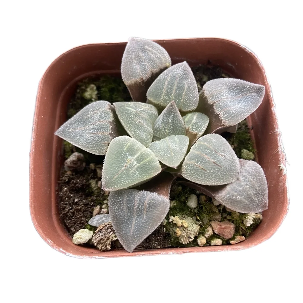 
Beautiful indoor potted succulent living plant haworthia cooperi var 