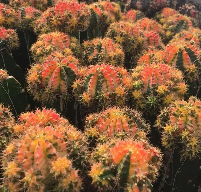 
Low price natural beauty real plant cactus gymnocalycium mihanovichii variegata for sale 